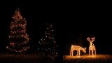 Watch out for the deer